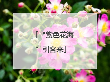 “紫色花海”引客来