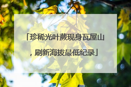 珍稀光叶蕨现身瓦屋山，刷新海拔最低纪录