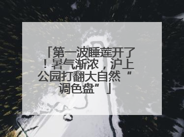第一波睡莲开了！暑气渐浓，沪上公园打翻大自然“调色盘”