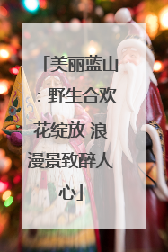 美丽蓝山：野生合欢花绽放 浪漫景致醉人心