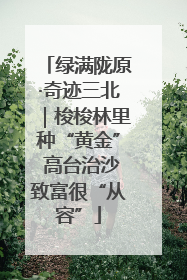 绿满陇原·奇迹三北｜梭梭林里种“黄金” 高台治沙致富很“从容”