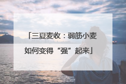 三夏麦收：弱筋小麦如何变得“强”起来