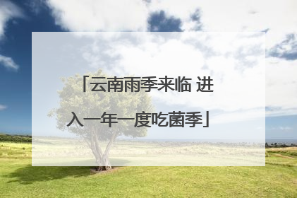云南雨季来临 进入一年一度吃菌季