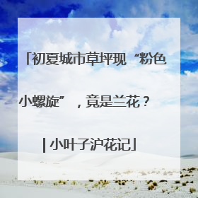 初夏城市草坪现“粉色小螺旋”，竟是兰花？ | 小叶子沪花记
