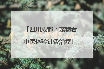 四川成都：宠物看中医体验针灸治疗