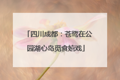 四川成都：苍鹭在公园湖心岛觅食嬉戏
