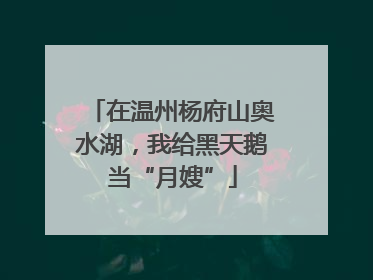 在温州杨府山奥水湖，我给黑天鹅当“月嫂”