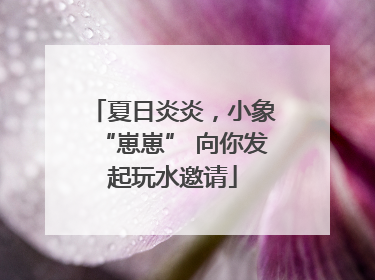 夏日炎炎，小象“崽崽” 向你发起玩水邀请