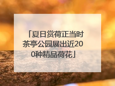 夏日赏荷正当时 茶亭公园展出近200种精品荷花