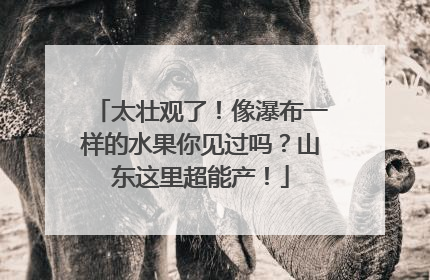 太壮观了！像瀑布一样的水果你见过吗？山东这里超能产！