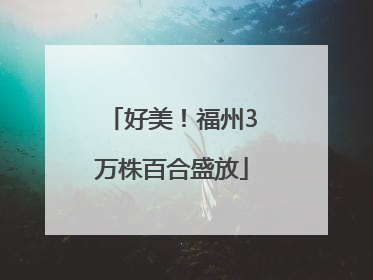 好美！福州3万株百合盛放