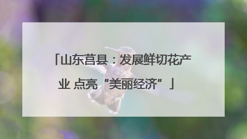 山东莒县：发展鲜切花产业 点亮“美丽经济”