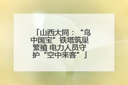 山西大同：“鸟中国宝”铁塔筑巢繁殖 电力人员守护“空中来客”