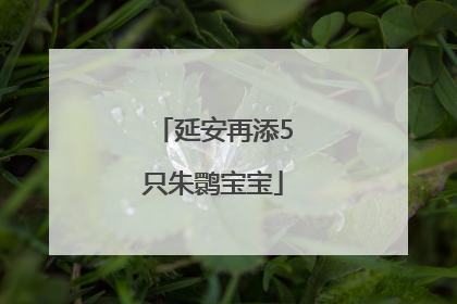 延安再添5只朱鹮宝宝