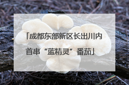 成都东部新区长出川内首串“蓝精灵”番茄