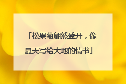 松果菊翩然盛开，像夏天写给大地的情书