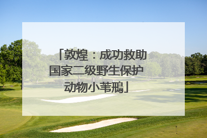 敦煌：成功救助国家二级野生保护动物小苇鳽