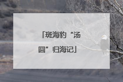 斑海豹“汤圆”归海记
