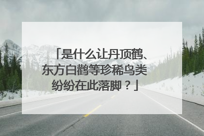 是什么让丹顶鹤、东方白鹳等珍稀鸟类纷纷在此落脚？