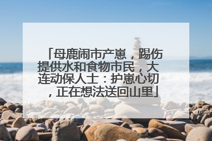 母鹿闹市产崽，踢伤提供水和食物市民，大连动保人士：护崽心切，正在想法送回山里