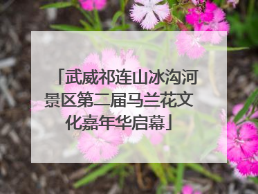 武威祁连山冰沟河景区第二届马兰花文化嘉年华启幕