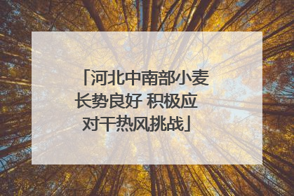 河北中南部小麦长势良好 积极应对干热风挑战