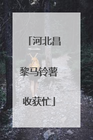 河北昌黎马铃薯收获忙