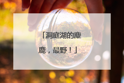 洞庭湖的麋鹿，最野！