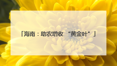 海南：助农增收 “黄金叶”