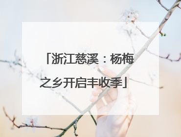 浙江慈溪：杨梅之乡开启丰收季