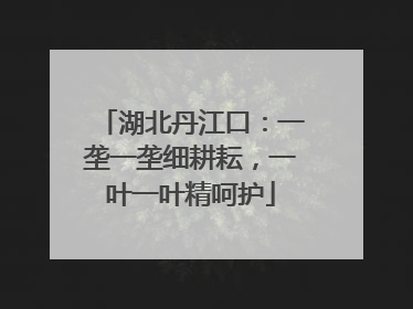 湖北丹江口：一垄一垄细耕耘，一叶一叶精呵护