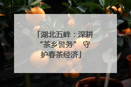 湖北五峰：深耕“茶乡警务” 守护春茶经济