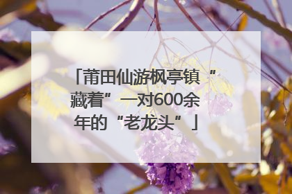 莆田仙游枫亭镇“藏着”一对600余年的“老龙头”