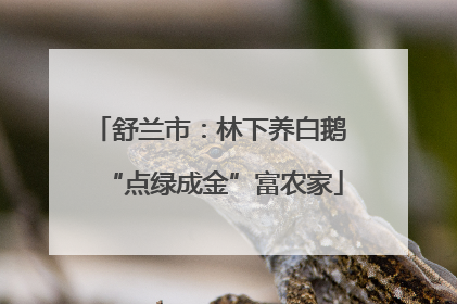 舒兰市：林下养白鹅 “点绿成金”富农家