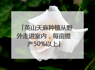 英山天麻种植从野外走进室内，每亩提产50%以上