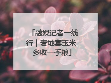 融媒记者一线行｜麦地套玉米 多收一季粮
