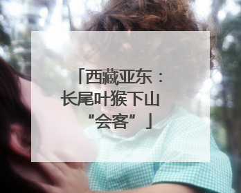 西藏亚东：长尾叶猴下山“会客”