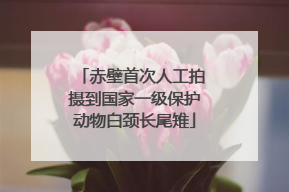 赤壁首次人工拍摄到国家一级保护动物白颈长尾雉