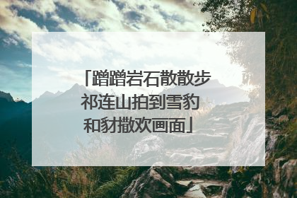 蹭蹭岩石散散步 祁连山拍到雪豹和豺撒欢画面
