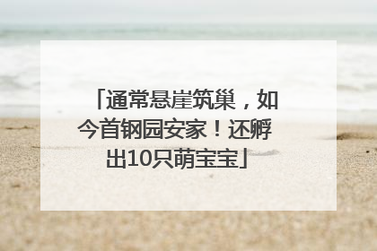 通常悬崖筑巢，如今首钢园安家！还孵出10只萌宝宝