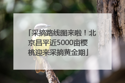 采摘路线图来啦！北京昌平近5000亩樱桃迎来采摘黄金期