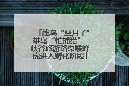雌鸟“坐月子”雄鸟“忙捕猎” 峡谷旅游路栗喉蜂虎进入孵化阶段