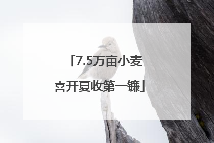 7.5万亩小麦喜开夏收第一镰