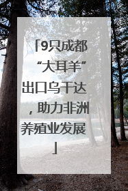 9只成都“大耳羊”出口乌干达，助力非洲养殖业发展